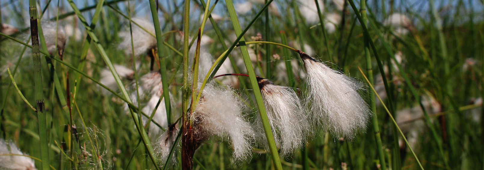 Cotton grass